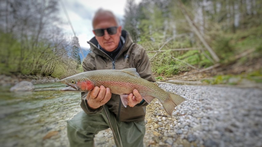 Rainbow trout Sava.